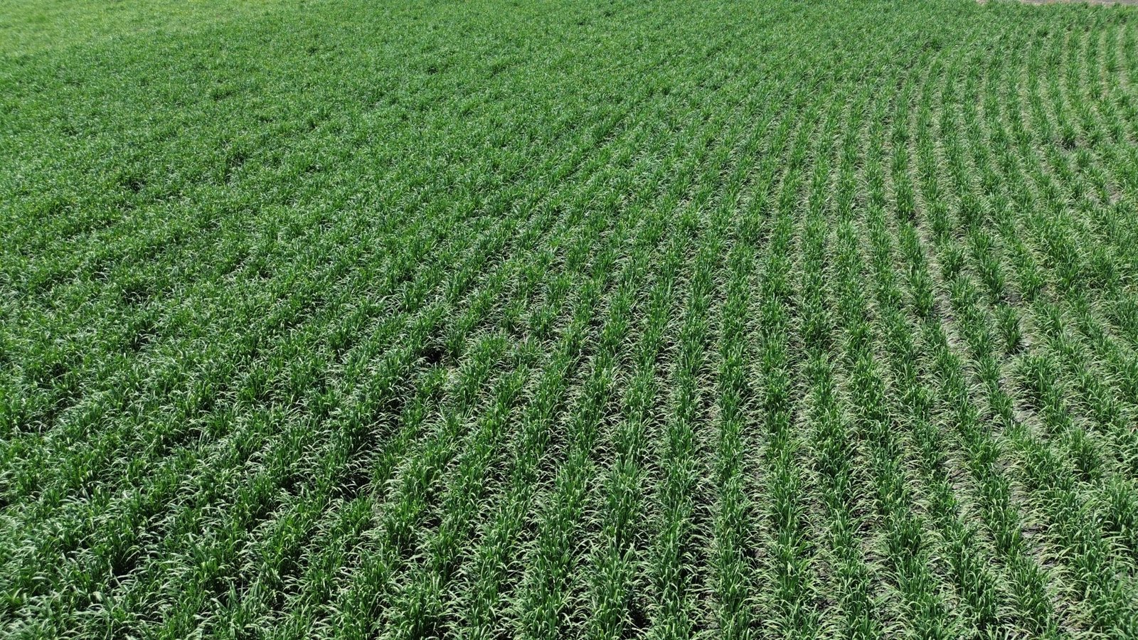 Ingenio de Atencingo: Programa “Campo Limpio” reduce la contaminación, con recolección de envases agroquímicos