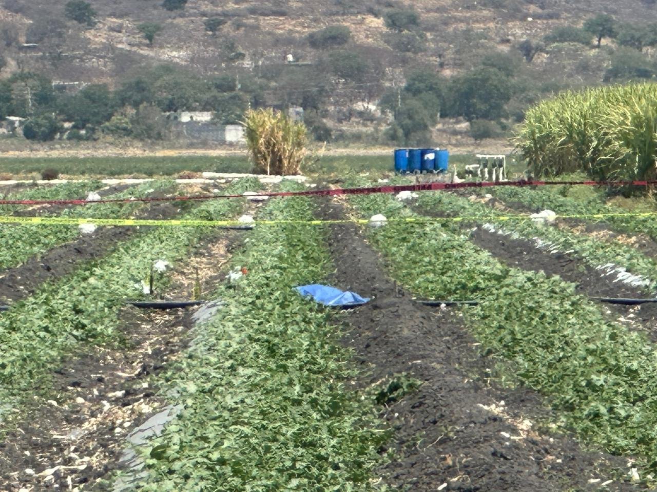 Asesinan a jornalero en su propio campo de cultivo
