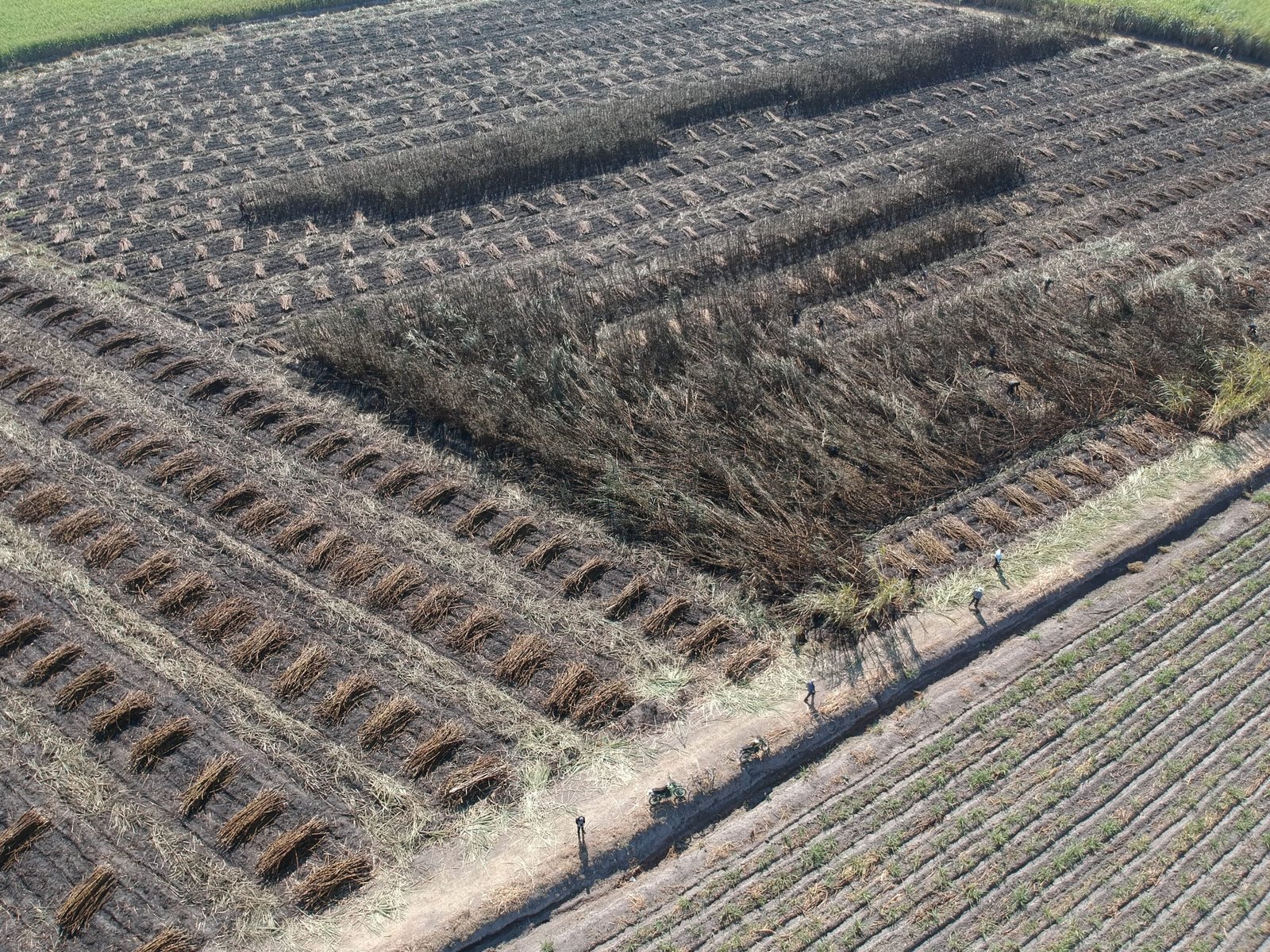 Zafra podría extenderse por mayor producción de caña: CNC