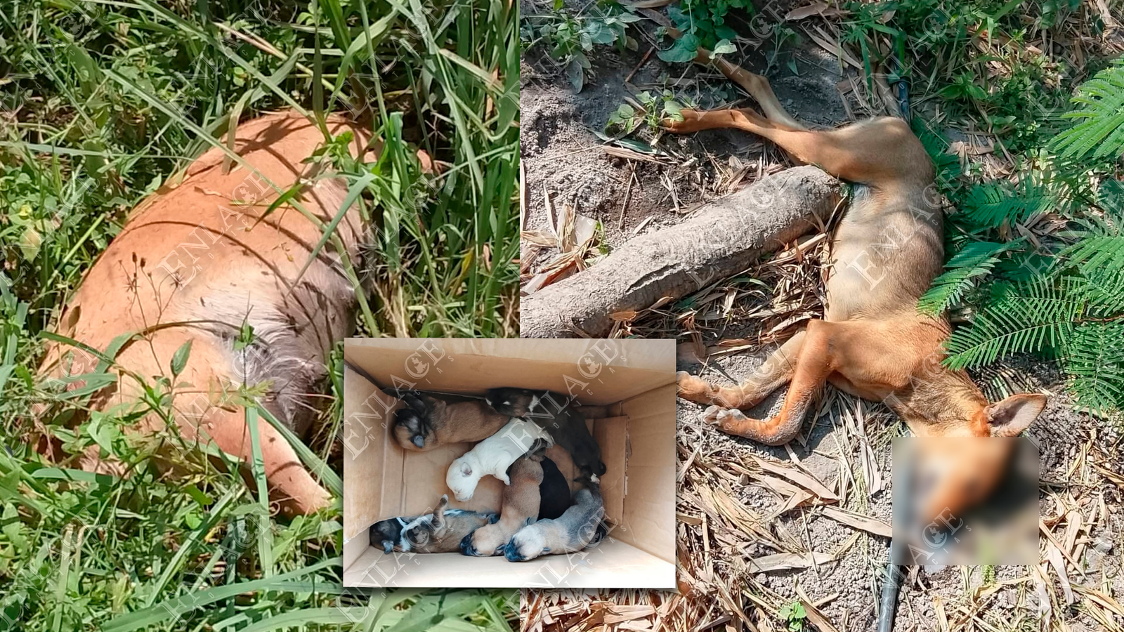 Reportan presunto envenenamiento de perros en Atzala