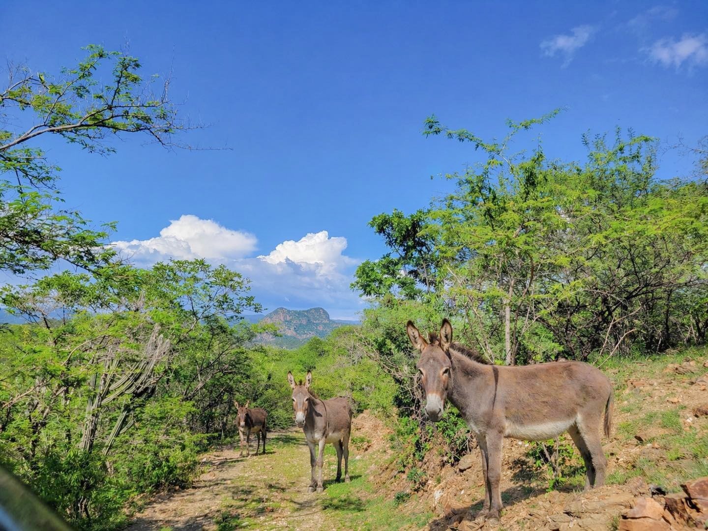 Advierten sobre disminución de asnos en la Mixteca