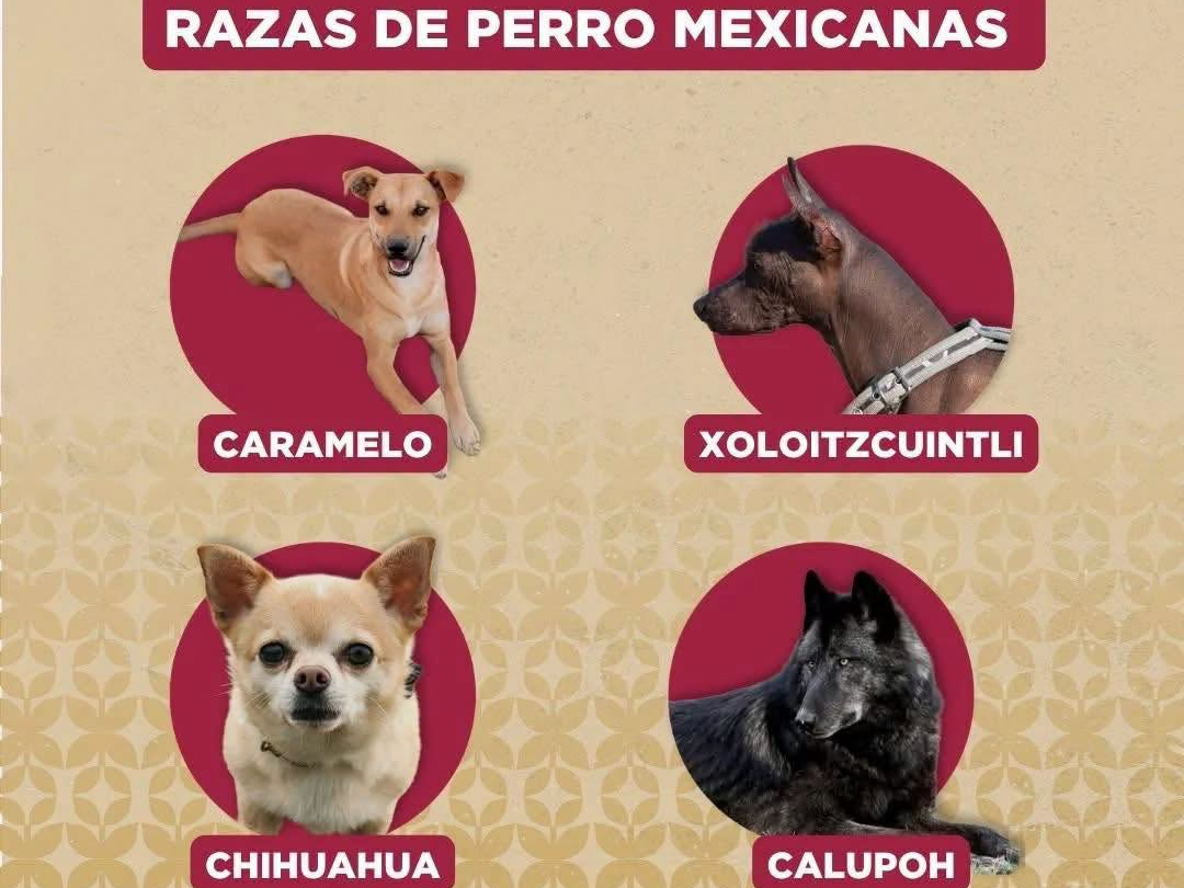 Reconocen al “Caramelo” como raza mexicana