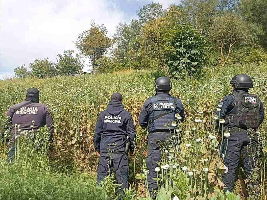 Aseguran sembradío de amapola en Zoquitlán