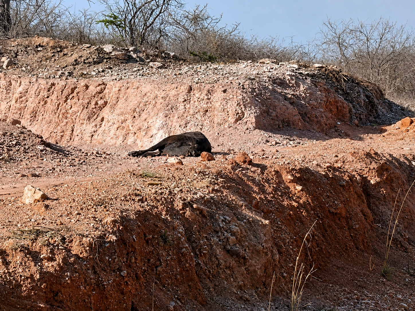 Denuncian animal muerto abandonado en Tulcingo de Valle