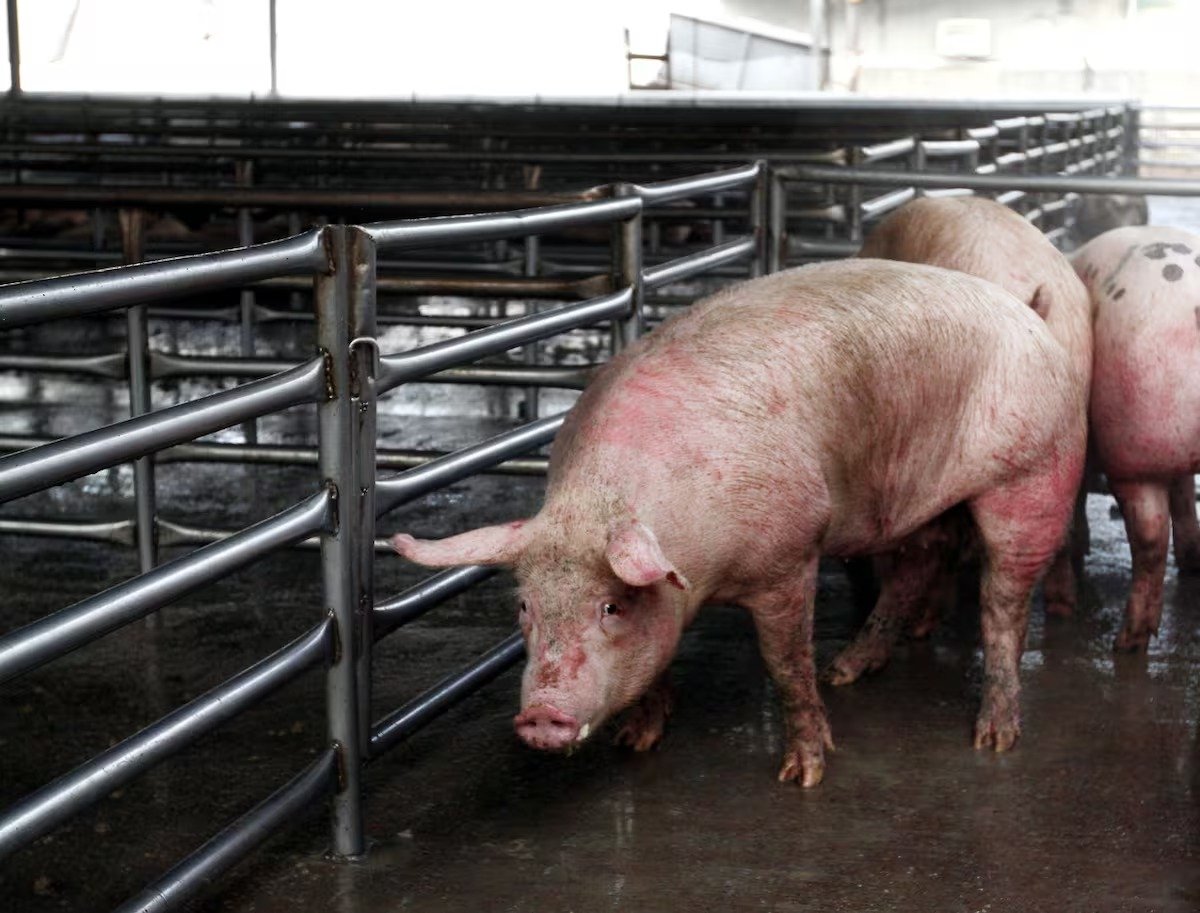 México suspende importación de cerdo estadounidense