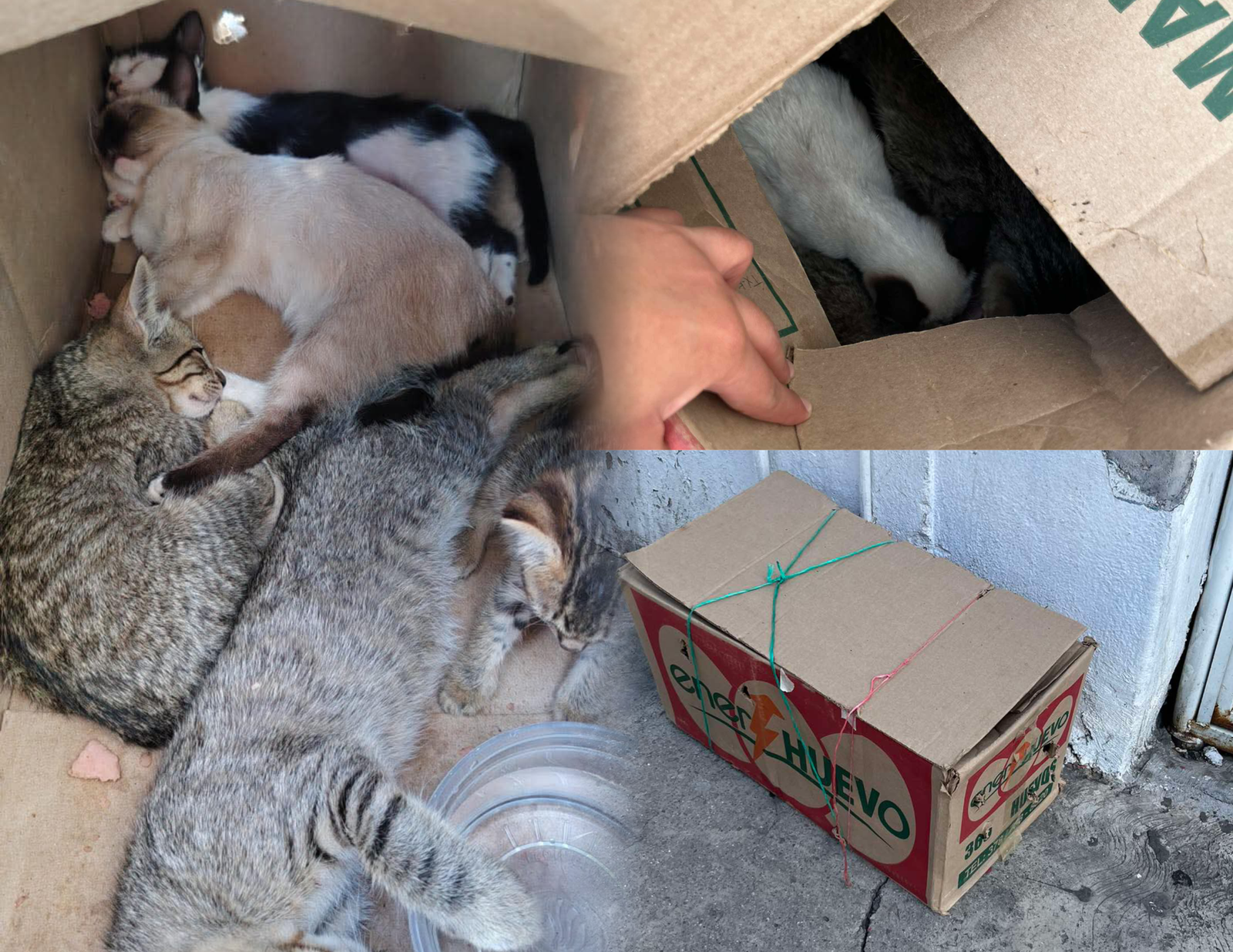Abandonan cinco gatitos en calles de Izúcar