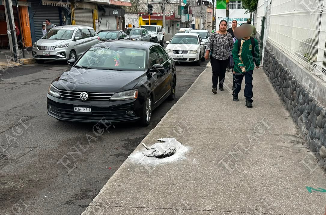 Reportan gato sin vida frente al Centro Escolar