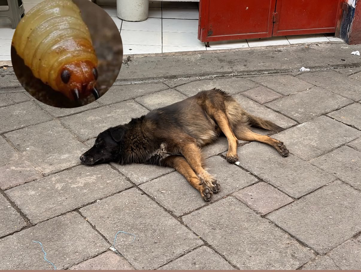 Alerta en Izúcar: repunta gusano barrenador en perros