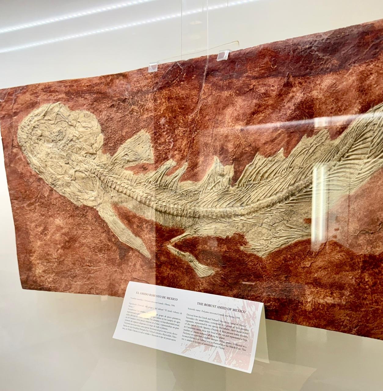 “Museo Regional Mixteco Tlayúa”: un viaje al pasado marino de Tepexi de Rodríguez