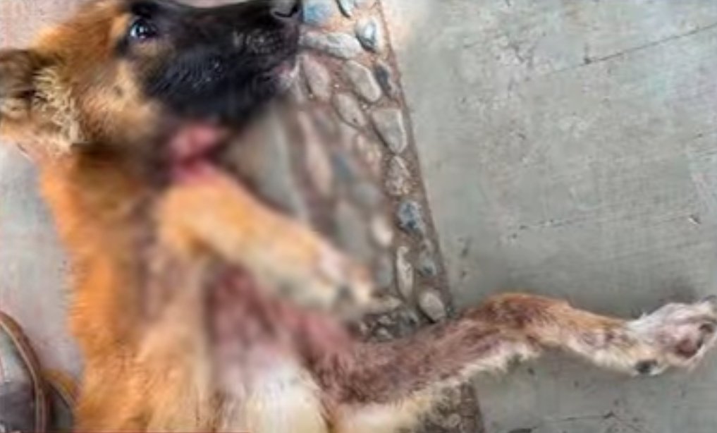 Atienden perrita con gusano barrenador en Huehuetlán