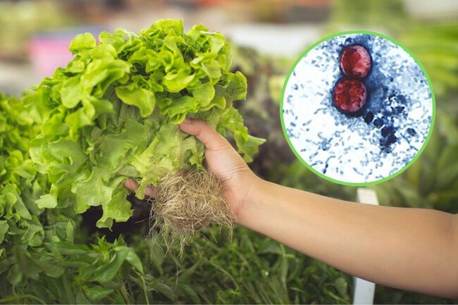 EU culpa a lechuga mexicana por brote de «diarrea explosiva»