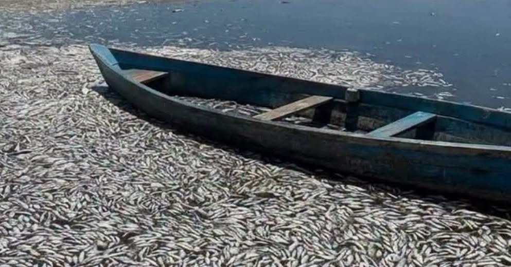 Altas temperaturas provocan la muerte de miles de peces en Acapulco