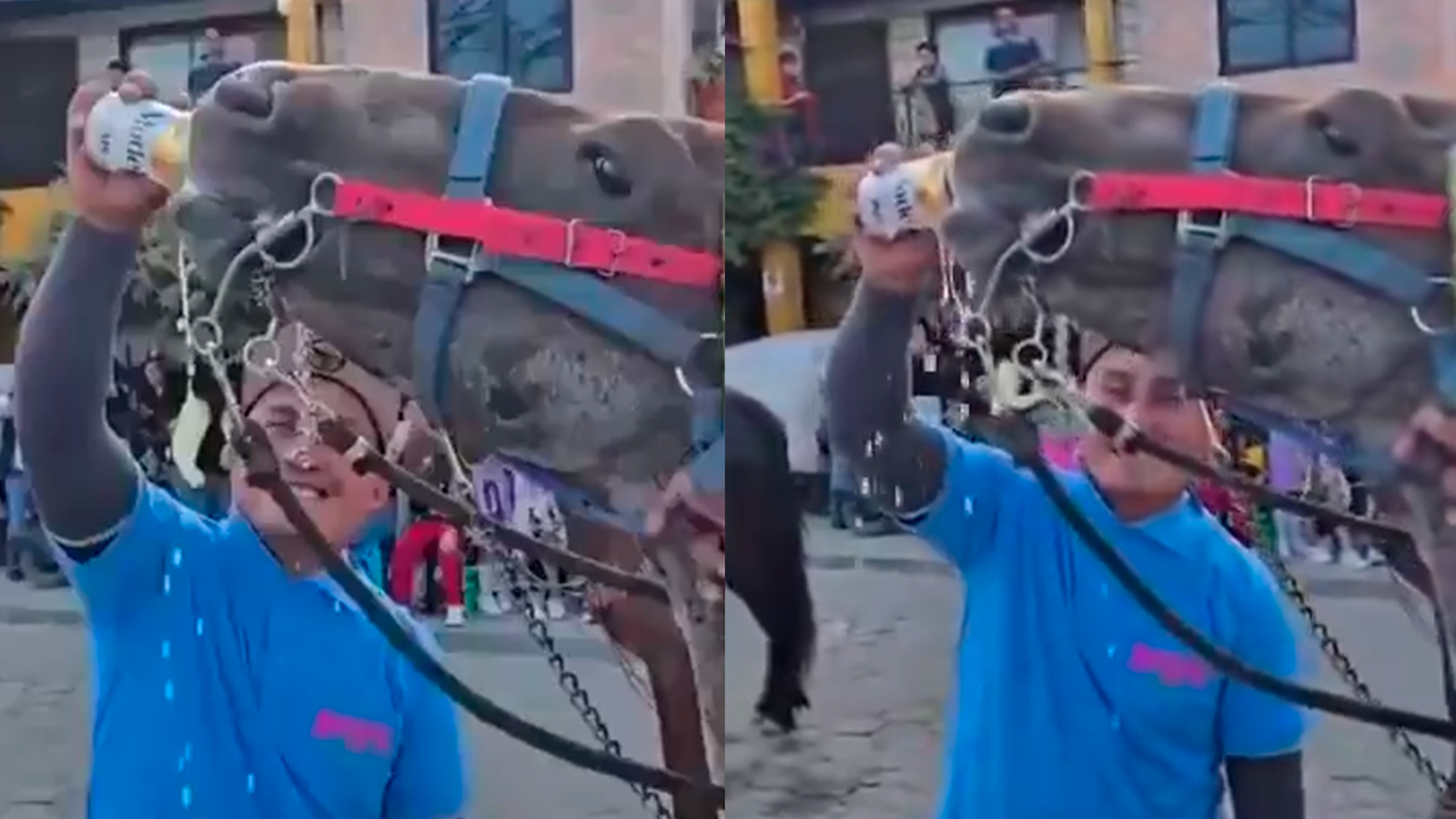 Investigan caso de caballo alimentado con cerveza