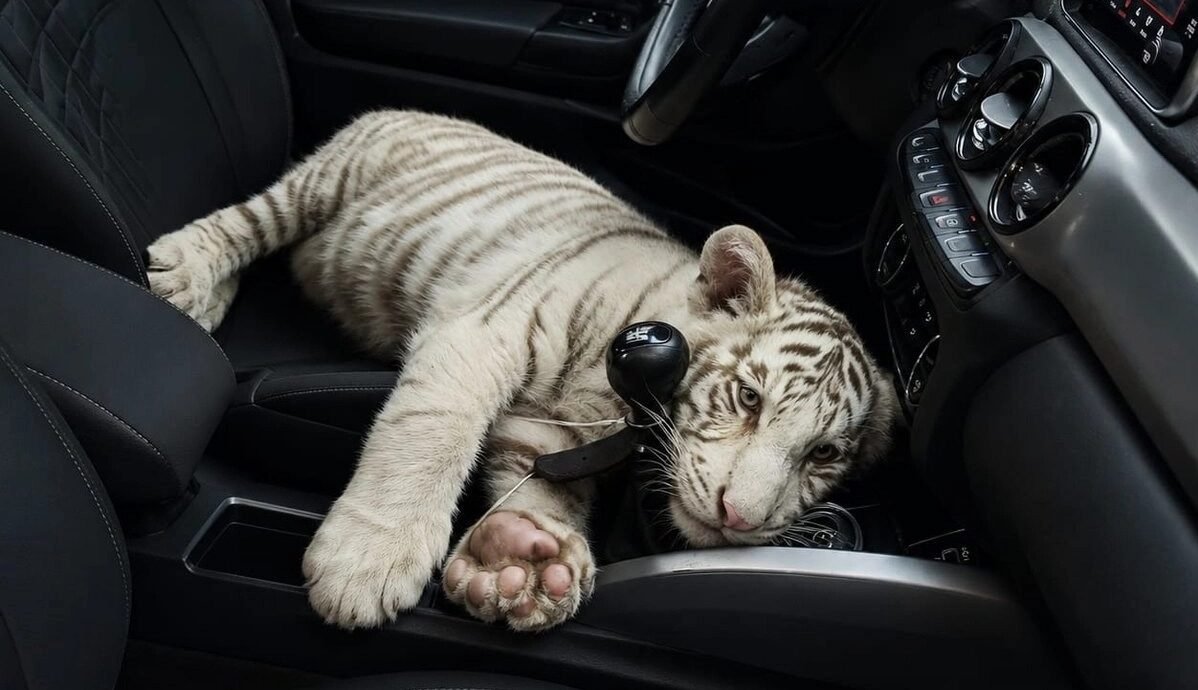 Detienen a hombre con cachorro de tigre en Iztapalapa