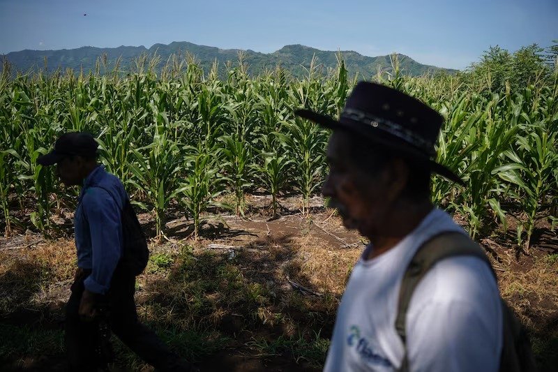 Advierte UNAM: ‘El Niño’ amenaza la seguridad alimentaria