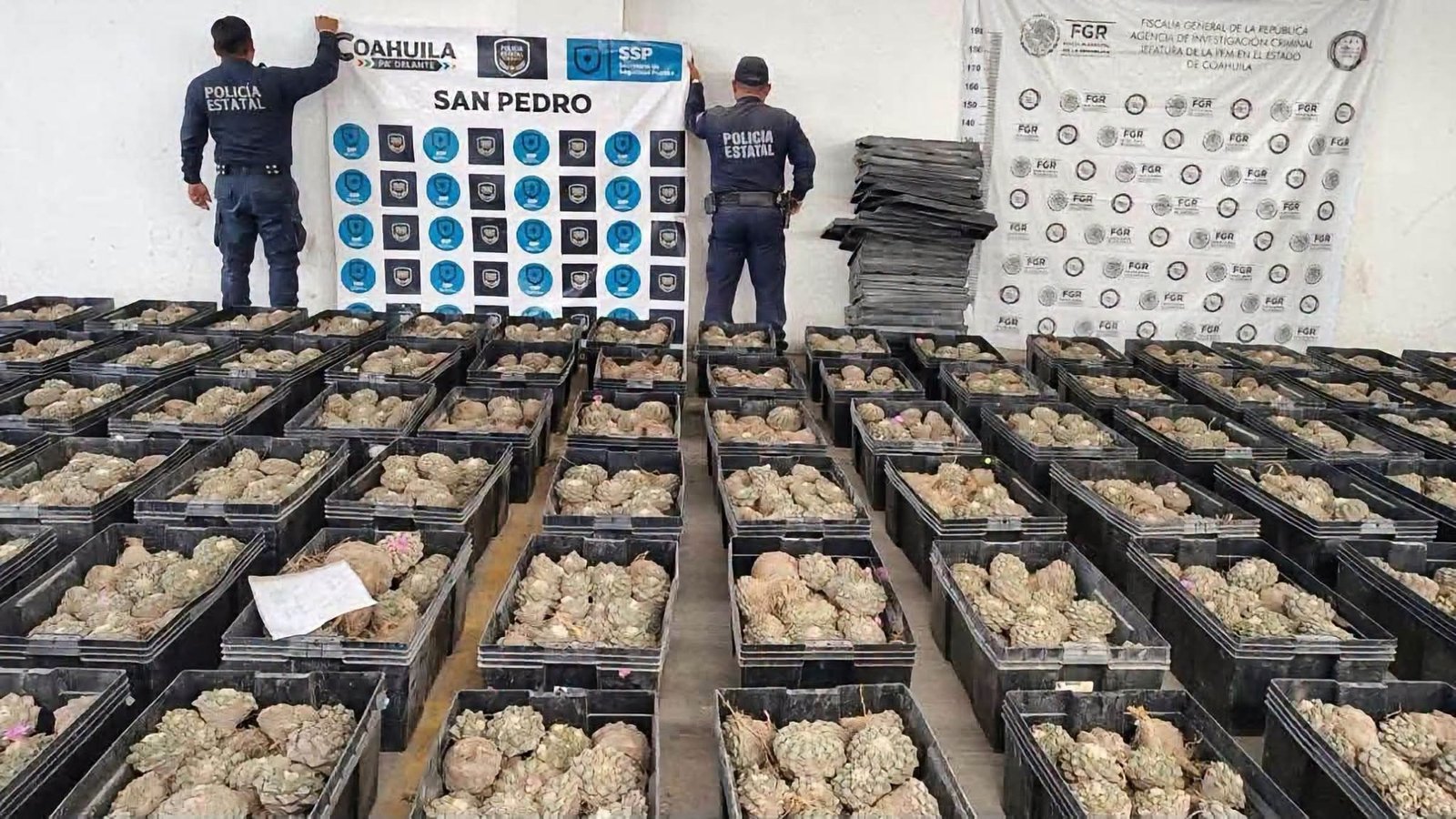 Aseguran 3 mil 381 plantas de peyote en Coahuila